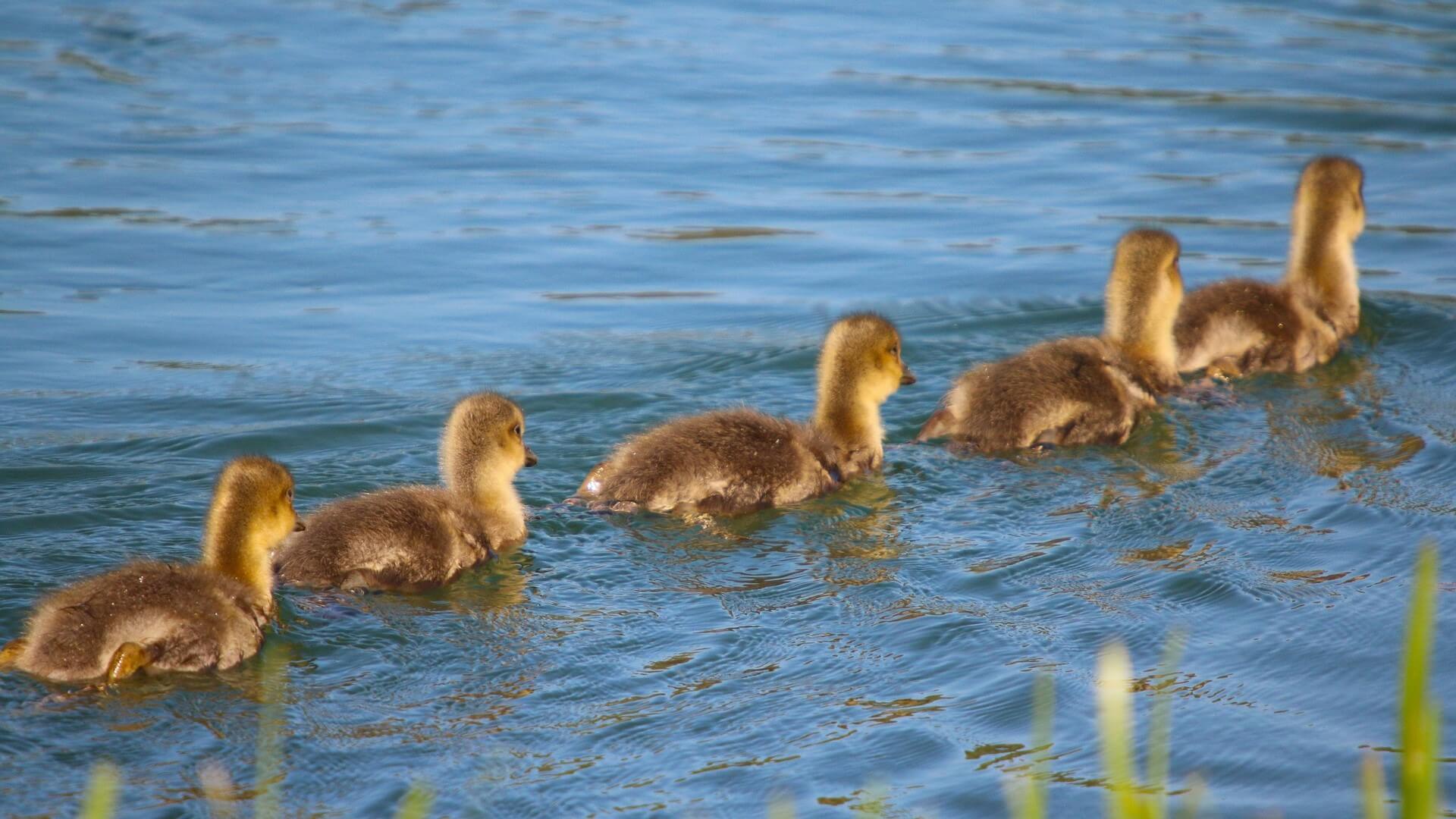 Direct Sales Customer Follow Up System - Direct Sidekick